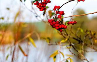 Skorzęcin Pachnie Miętą - Foto 53