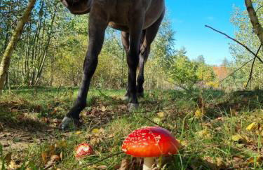 Wiejska Chata - Foto 50