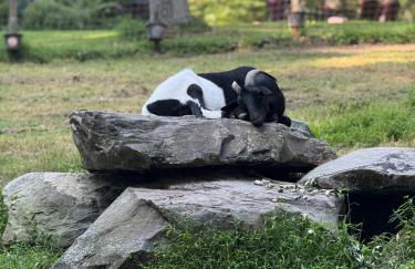 Log Cabin at the Goat Sanctuary - Foto 80
