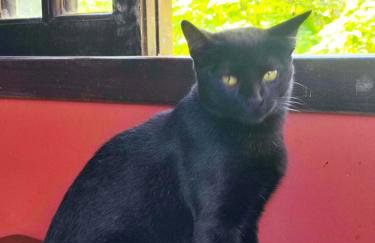 Cabana na Montanha - Photo 3