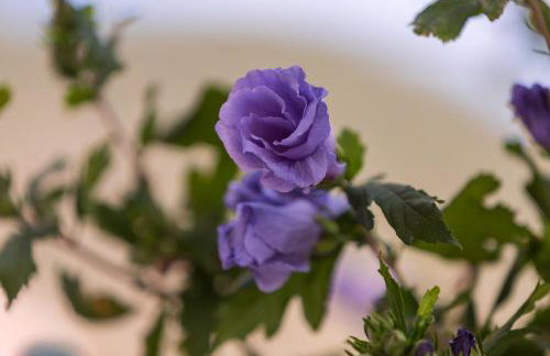 Apartments Kastelani - Photo 28