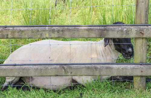 Rose Cottage - Foto 25