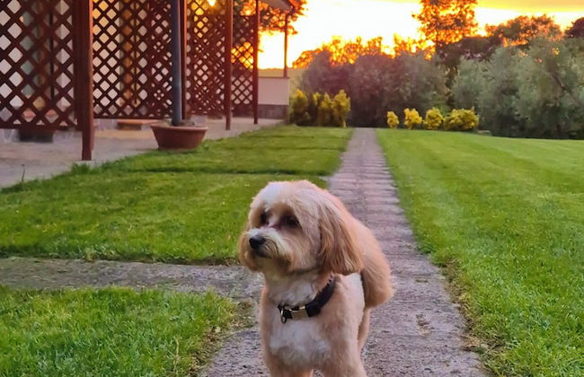 Agriturismo Il Migliarino - Foto 14