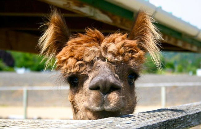 Rellik House. Winery and Alpaca Farm - Foto 32