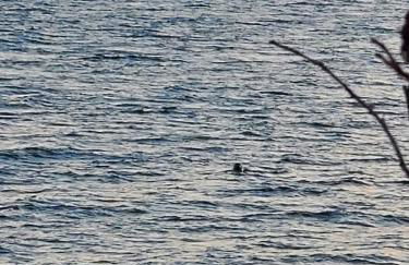 Sunset Cabin by the Sea, Log cabin stunning views - Photo 28