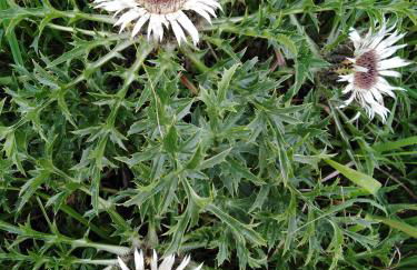 Ferienwohnung mit kleinem Garten - Foto 29