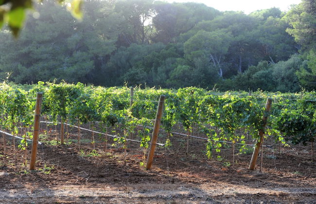 Tenuta Vigna Corallo - Foto 24