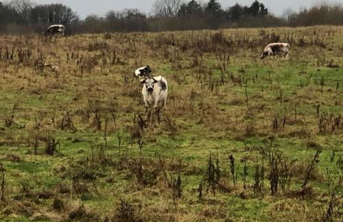Holiday home treehouse Weissenhäuser Strand - Foto 12
