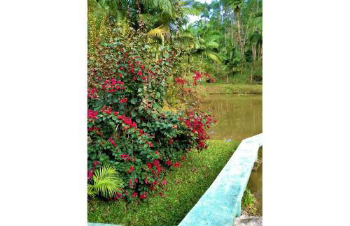 Sitio Libardo em Meio a Natureza - Nova Trento - Foto 124