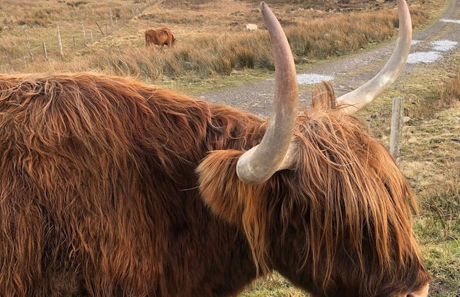 Tiny Home in Isle of Skye-pet Friendly - Photo 23