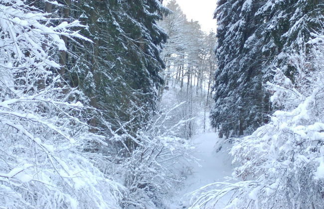 Hellenthal Family Retreat - Photo 39