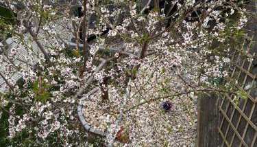 ElatoVillage - Photo 4