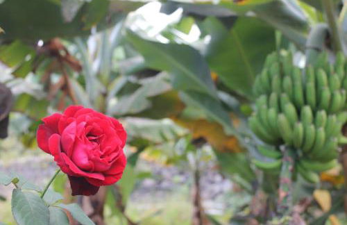 FINCA LA PLANTACIÓN _Agroturismo - Foto 35