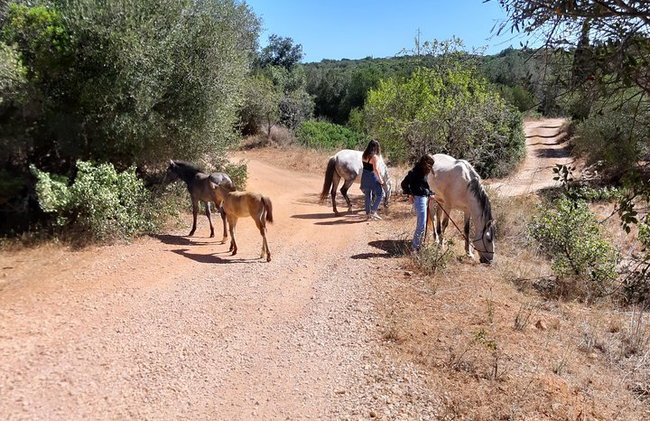 Santuario de Caballos: Un paseo por la naturaleza con Caballos Rescatados a tu lado - Foto 7