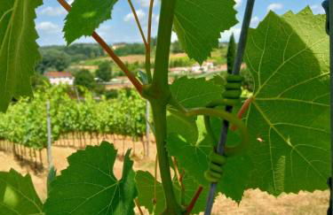 Agriturismo La Pineta - Foto 59