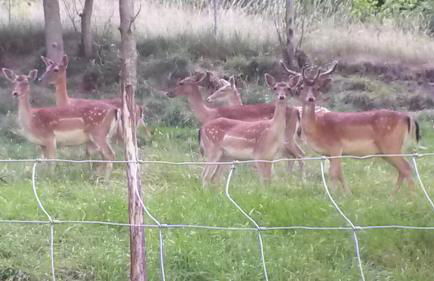 Blockhaus-Ferienwohnung - Foto 11