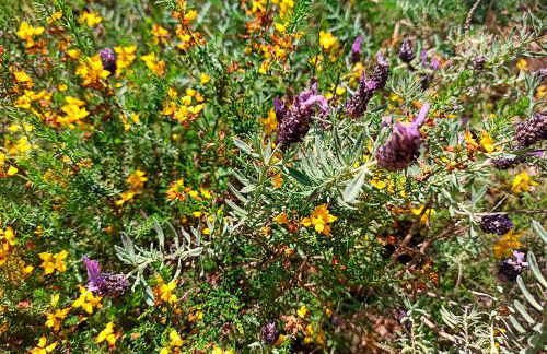 Refúgio de Alburitel - Foto 41