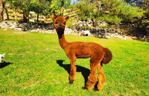 Agroturystyka Zagroda Alpaka - Foto 31