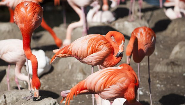 Billet coupe-file pour le zoo Hellabrunn de Munich avec transferts - Photo 3