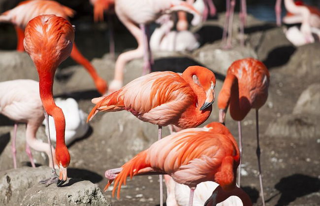 Billet coupe-file pour le zoo Hellabrunn de Munich avec transferts - Photo 3