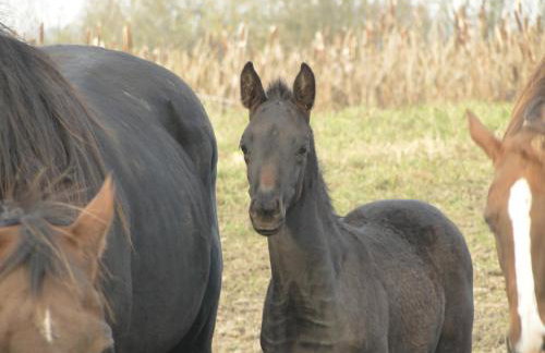 Stajnia Lisewo - Foto 24