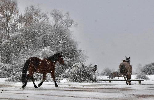 Beautiful New Forest Hideaway - Foto 24