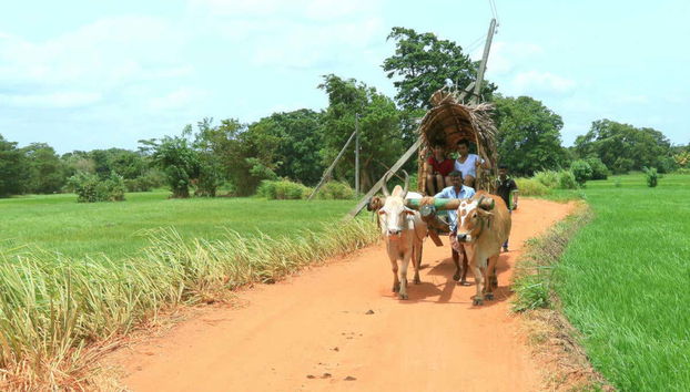 Passeando de carroça
