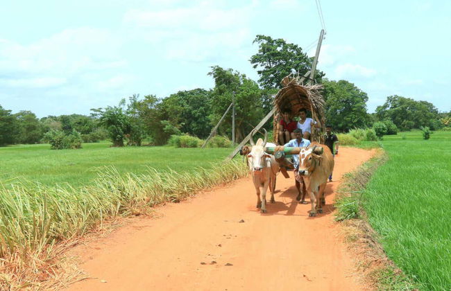 Visite privée de Sigirîya et Hiriwadunna - Photo 3