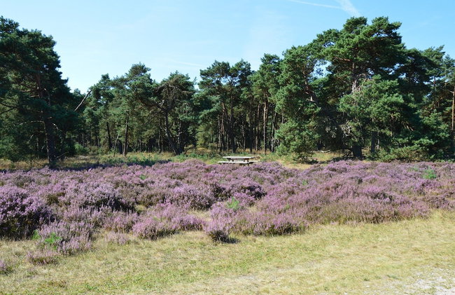 Chalet With Balcony in Veluwe - Foto 32