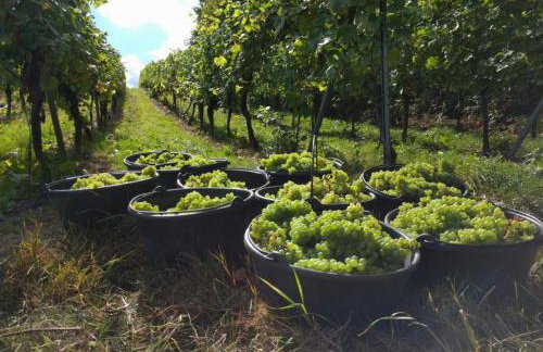 Le p'tit coin de chez nous - Foto 52