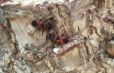 Casa Tranquila Barrada - Foto 37