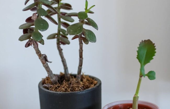 Shorebreak - Bracklesham Bay Apartment - Foto 30