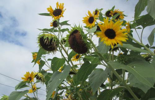 Quinta da Maria - Foto 8