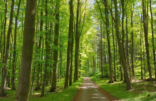 Gut Hohenstein - Meiereiappartment - Foto 5