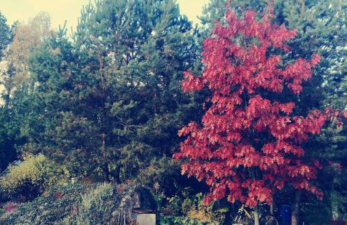 Podlaskie Żuczki - Foto 20