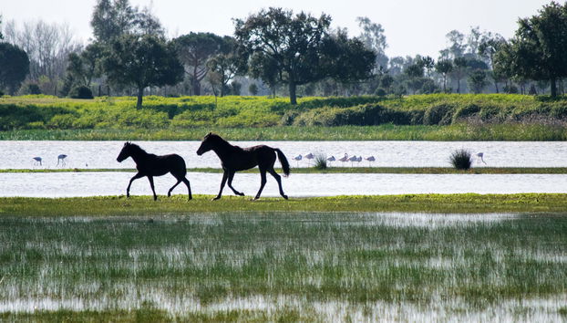 Donana National Park Guided Tour - Photo 2