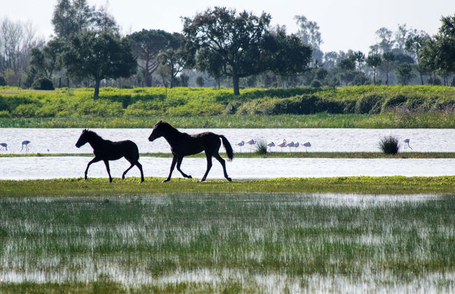 Visita guiada pelo Parque Nacional de Doñana - Foto 2
