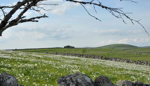 Gîte La Belle Aubrac - Photo 5