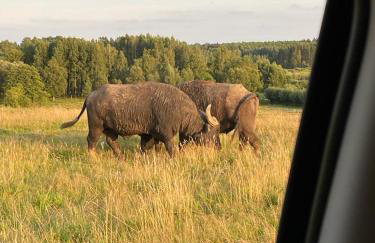 Osada Jaćwingów - Foto 28