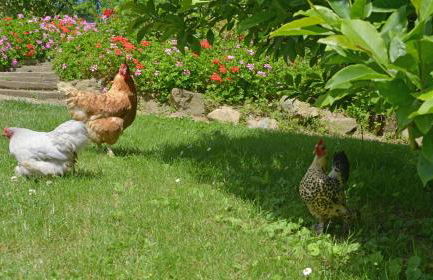 Hostellerie de la Motte jean - Foto 8