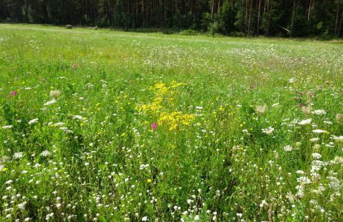Ferienanlage Waschbär Country - Photo 31