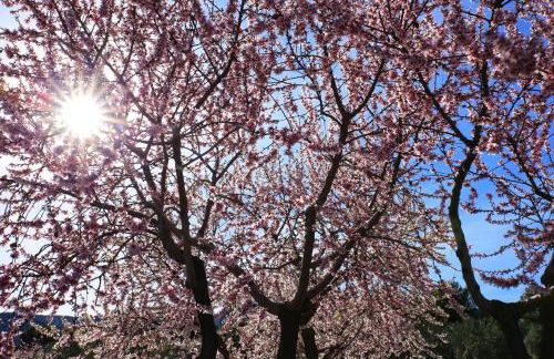 La Caseta Benimantell - Foto 36