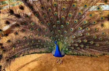 Sítio do Heryton - Photo 15