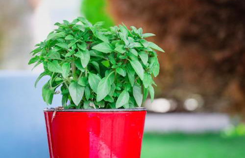 Renaissance Holidays Villa - Foto 46