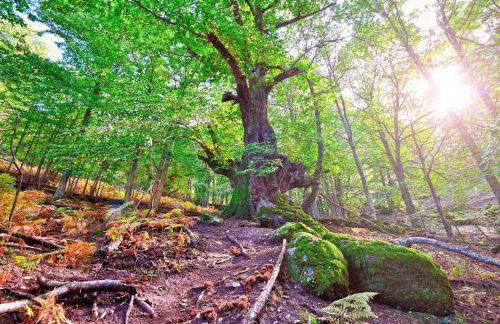 Casas Rurales Acebuche en Valle del Ambroz - Foto 47