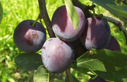 Ferienwohnung auf dem Bio Obsthof - Photo 9