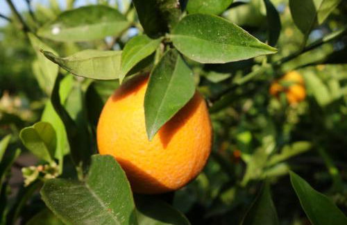 Le Jardin de Temeni - Foto 32