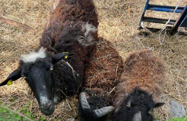 Agriturismo al Ranch - Foto 16