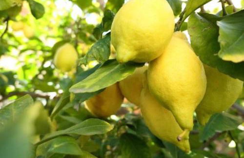 Agriturismo San Michele di Danio Giovanni - Foto 27