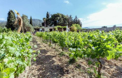 Nassibe Estate - Photo 75